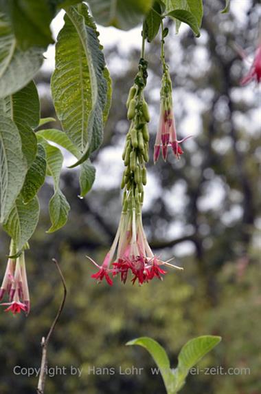 Botanical Garden, Ooty_DSC5592_H600